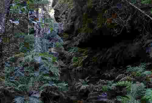 340px rainforest bluemountainsnsw